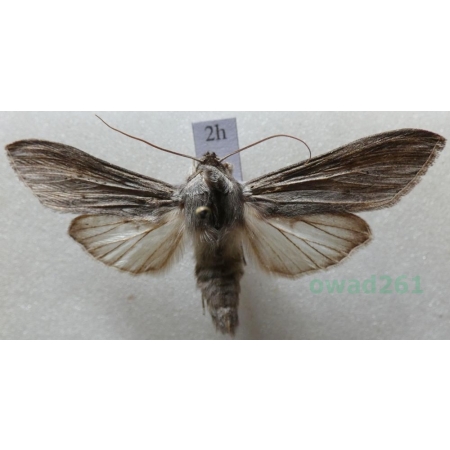 Cucullia umbratica (Linnaeus, 1758) Kapturnica mleczówka Czech2h